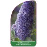 buddleia-davidii-dart-s-papillon-blue-b1