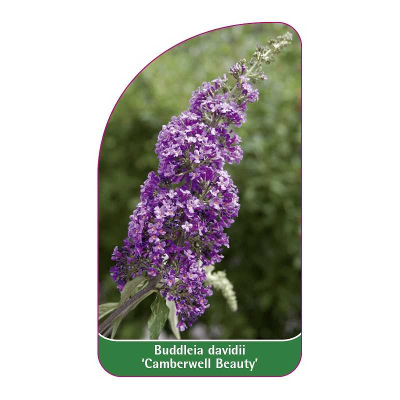 buddleia-davidii-camberwell-beauty-1