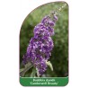 buddleia-davidii-camberwell-beauty-1