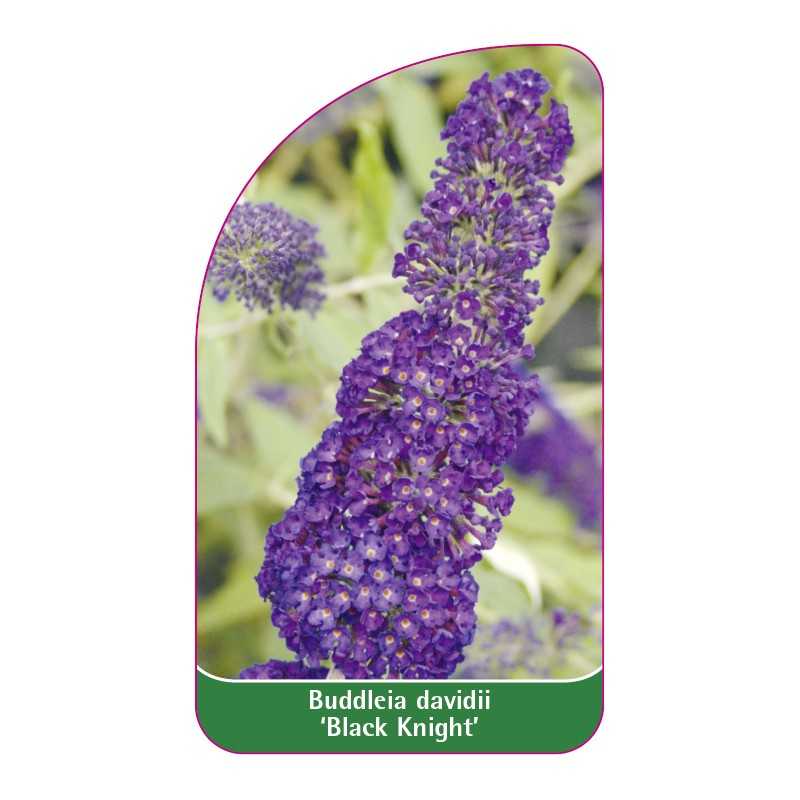 buddleia-davidii-black-knight-1