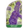 buddleia-davidii-black-knight-1