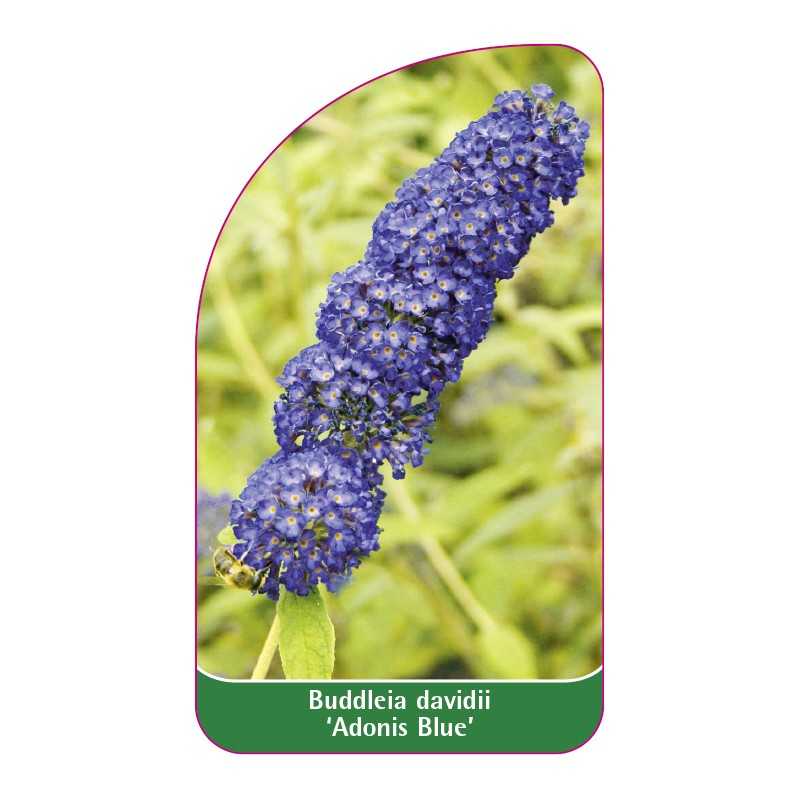 buddleia-davidii-adonis-blue-1