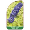 buddleia-davidii-adonis-blue-1