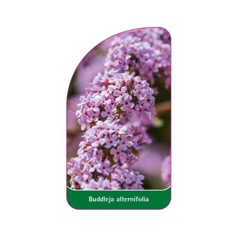 buddleia-alternifolia1