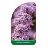 buddleia-alternifolia1