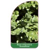 buxus-sempervirens-rotundifolia-1