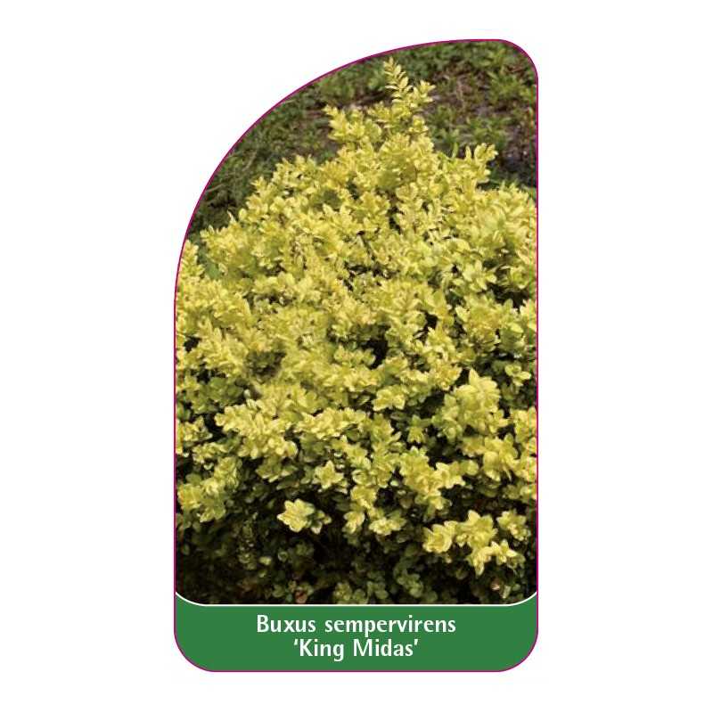 buxus-sempervirens-king-midas-1