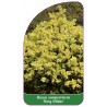 buxus-sempervirens-king-midas-1