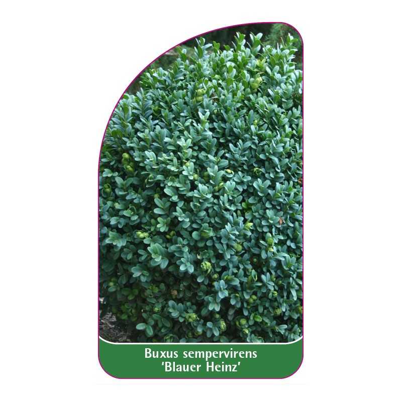 buxus-sempervirens-blauer-heinz-1