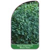 buxus-sempervirens-blauer-heinz-1