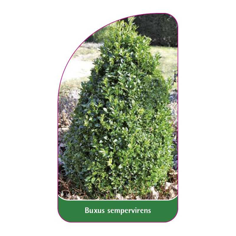 buxus-sempervirens-b1