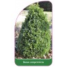 buxus-sempervirens-b1