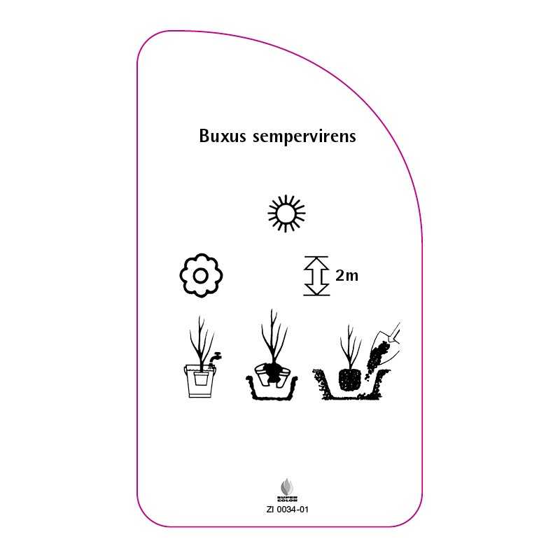 buxus-sempervirens-b0