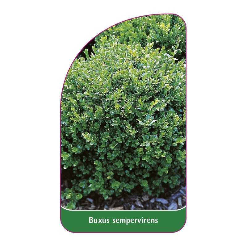 buxus-sempervirens-a1