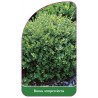 buxus-sempervirens-a1