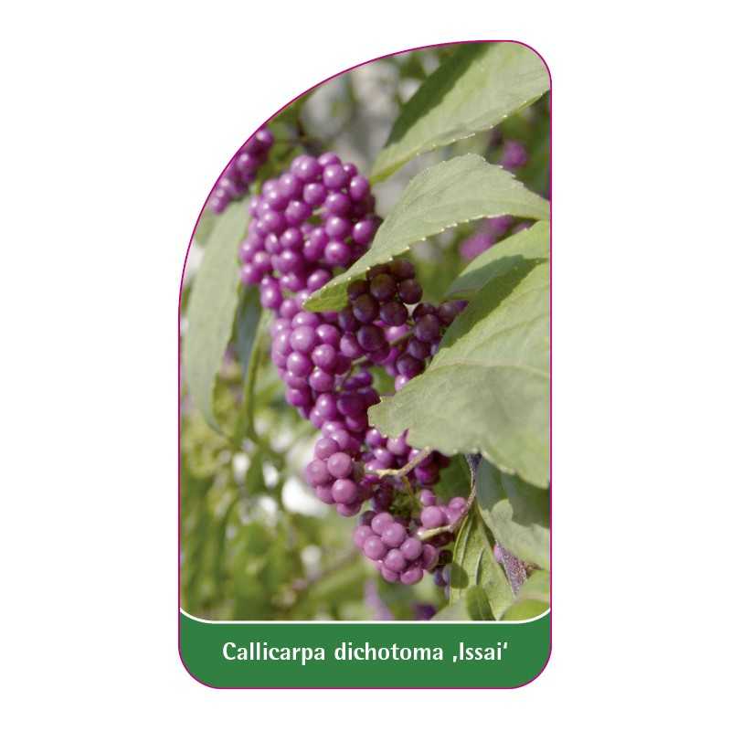 callicarpa-dichotoma-issai-1