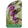 callicarpa-dichotoma-issai-1