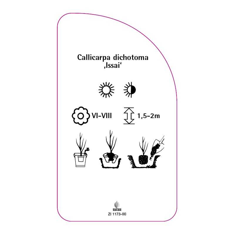 callicarpa-dichotoma-issai-0