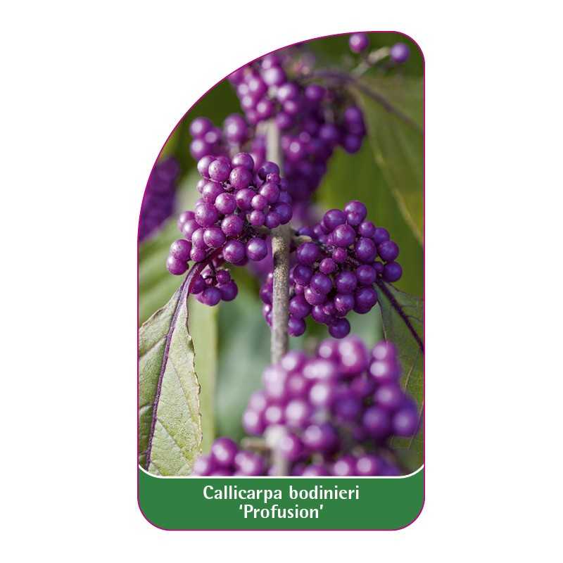 callicarpa-bodinieri-profusion-b1