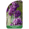 callicarpa-bodinieri-profusion-b1