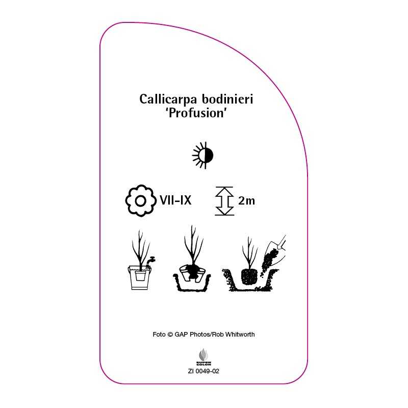 callicarpa-bodinieri-profusion-b0