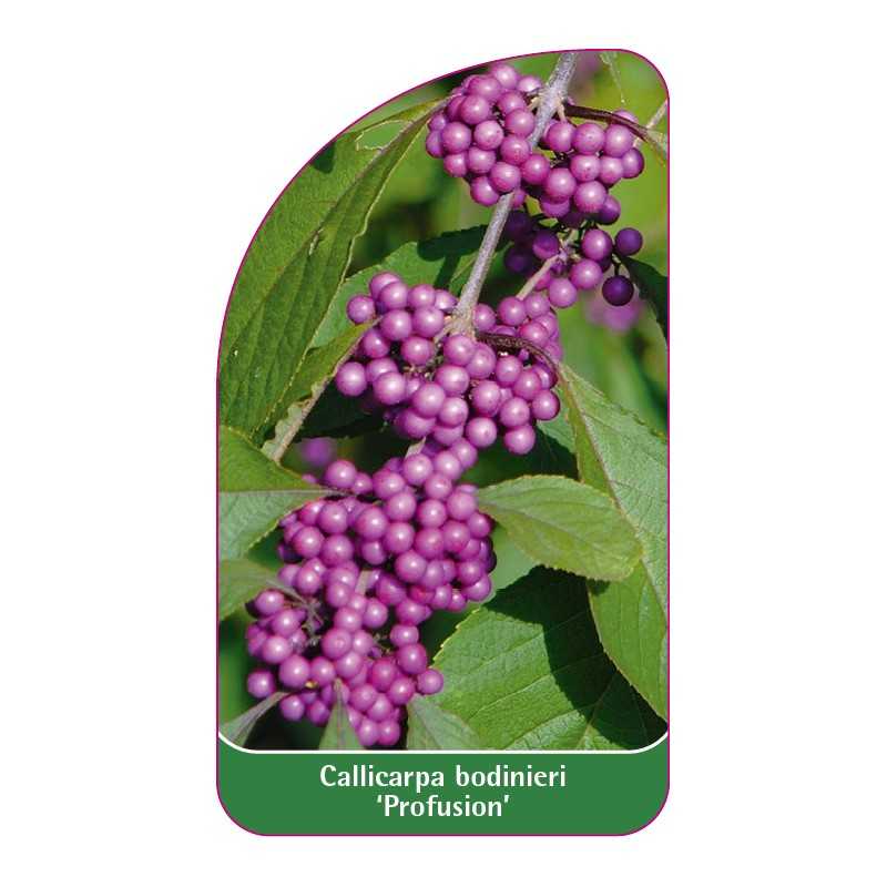 callicarpa-bodinieri-profusion-a1