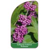 callicarpa-bodinieri-profusion-a1