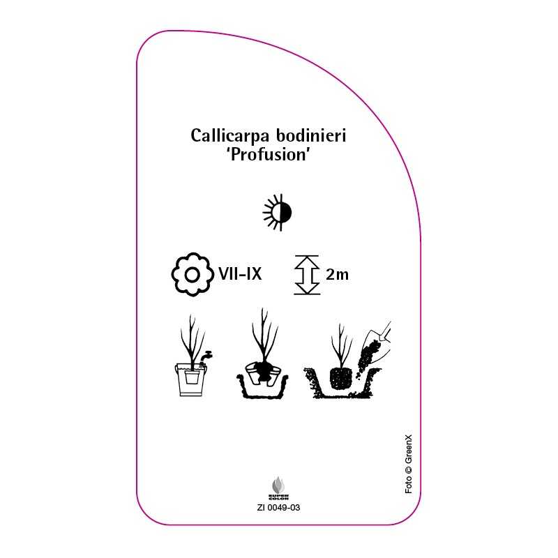 callicarpa-bodinieri-profusion-a0