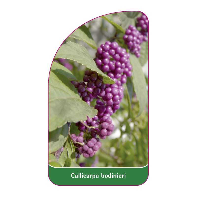 callicarpa-bodinieri1