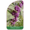 callicarpa-bodinieri1