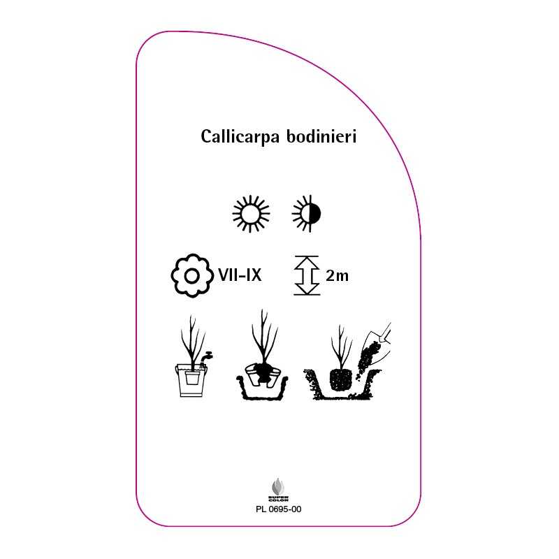 callicarpa-bodinieri0