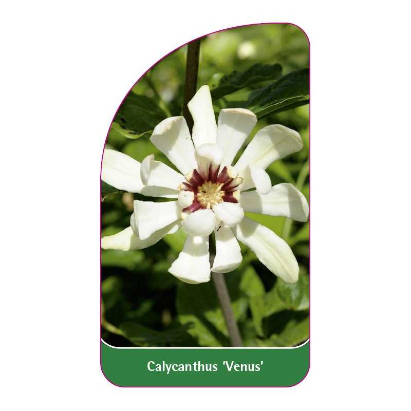 calycanthus-venus-1