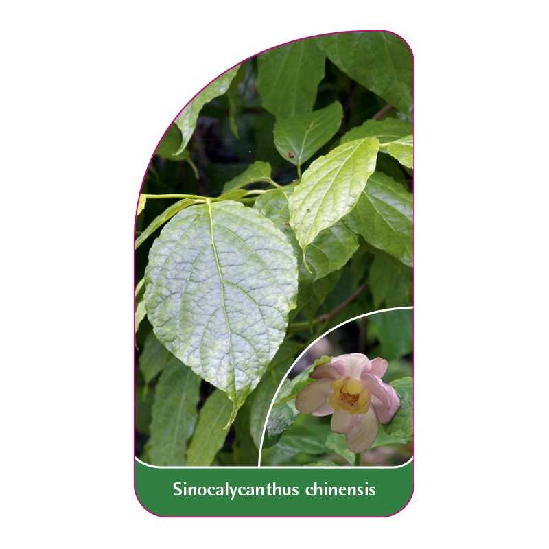 sinocalycanthus-chinensis1