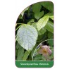 sinocalycanthus-chinensis1