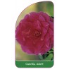 camellia-violet1