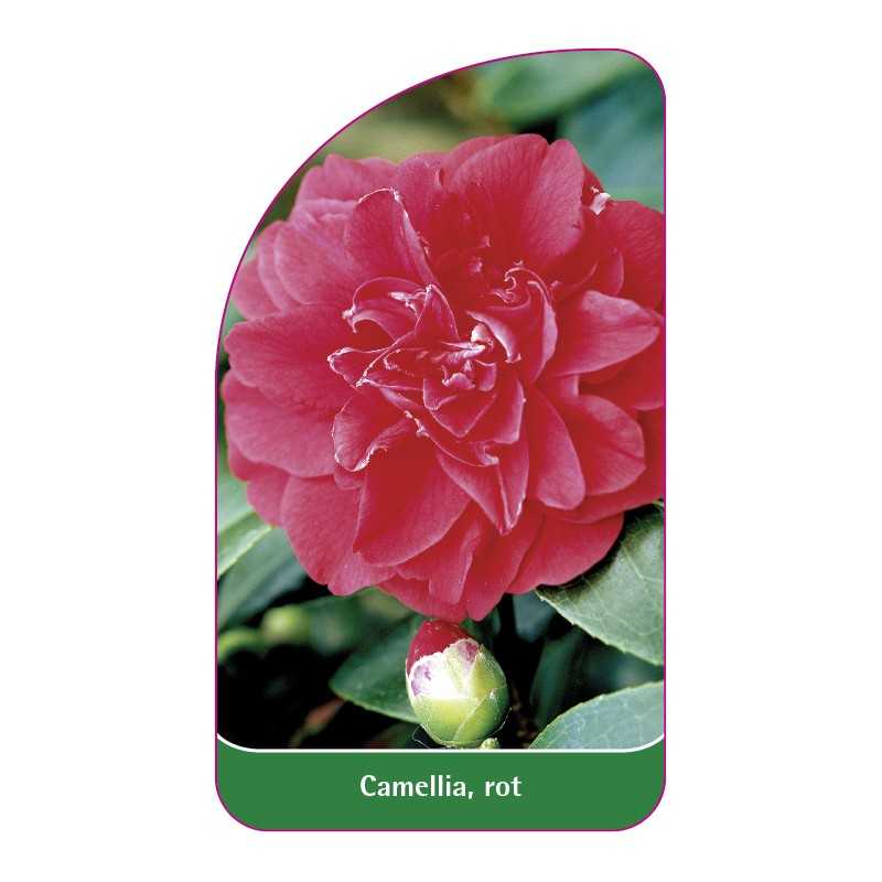 camellia-rot1