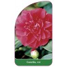 camellia-rot1