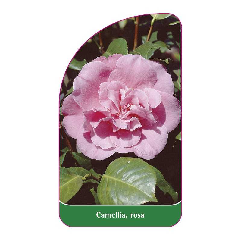 camellia-rosa1