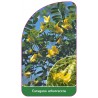 caragana-arborescens1