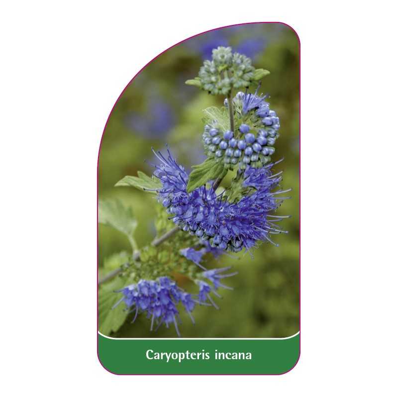 caryopteris-incana1