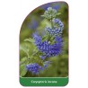 caryopteris-incana1