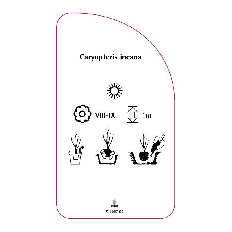 caryopteris-incana0