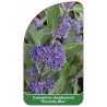 caryopteris-clandonensis-heavenly-blue-1