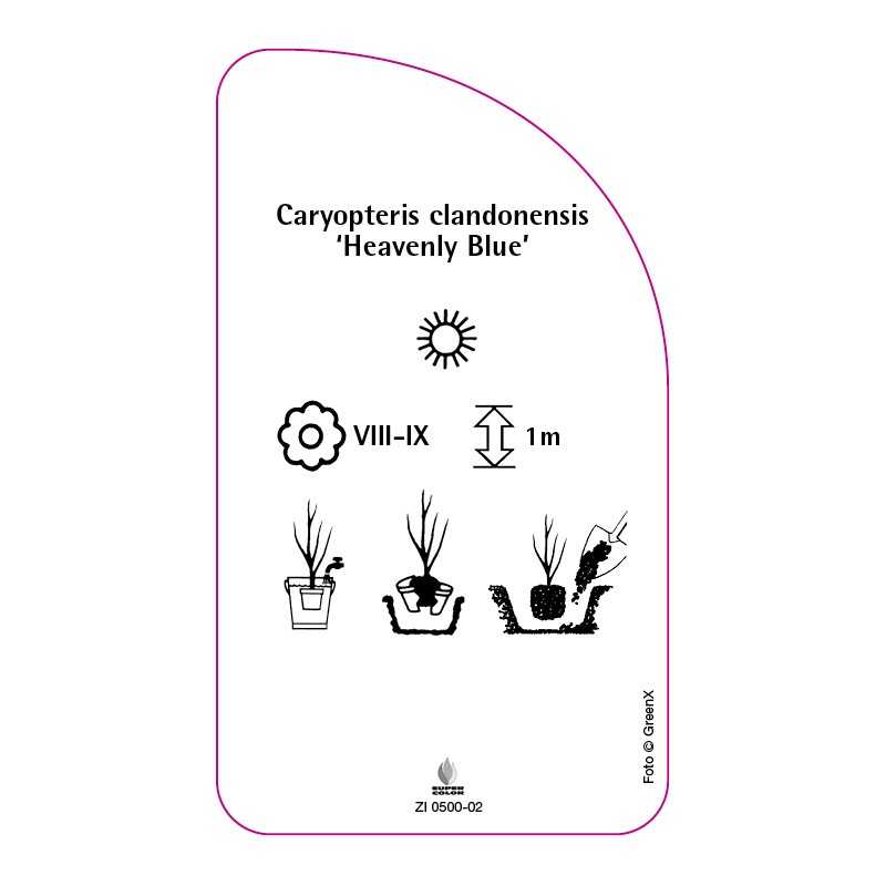 caryopteris-clandonensis-heavenly-blue-0