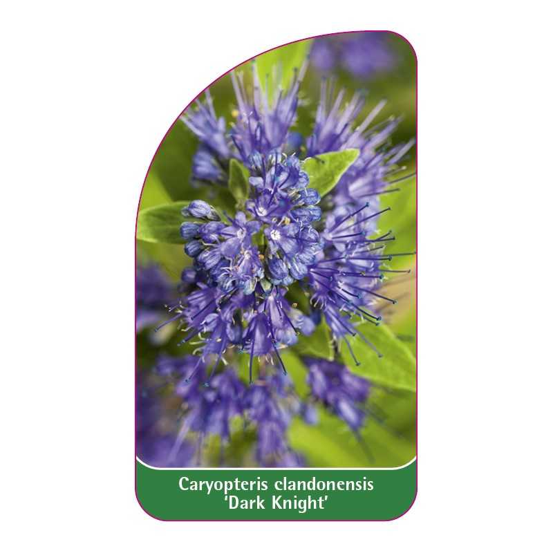 caryopteris-clandonensis-dark-knight-1