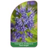 caryopteris-clandonensis-dark-knight-1