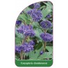 caryopteris-clandonensis1