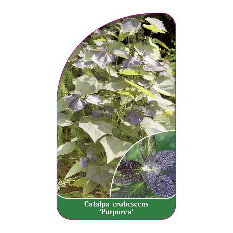 catalpa-erubescens-purpurea-1