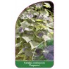 catalpa-erubescens-purpurea-1