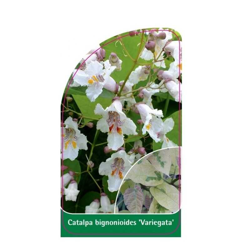 catalpa-bignonioides-variegata-1